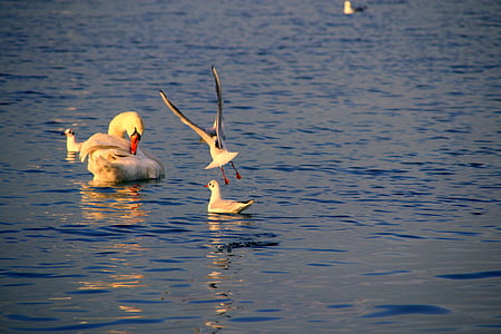 Swan, Seagull, Danau, air, burung, alam, putih