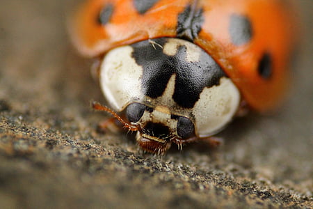 ladybug, beetle, macro, insect, nature, lucky charm, red