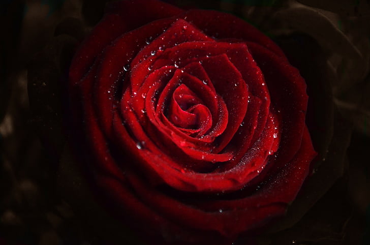 Róża, kwiaty, czerwony