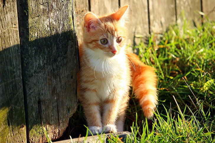 кошка, котенок, красный макрель табби, Детские кот, молодой Кот, красный Кот, трава