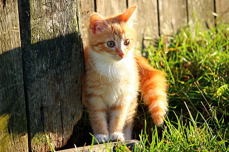 γάτα, γατάκι, σκουμπρί κόκκινο τιγρέ, γάτα μωρό, νεαρή γάτα, κόκκινο γάτα, χλόη