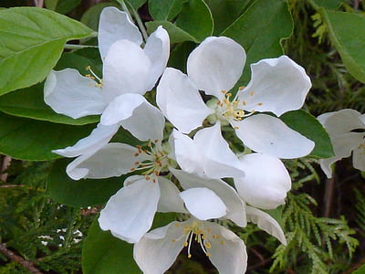 apple blossom, white, apple, flower, branch, leaf, nature