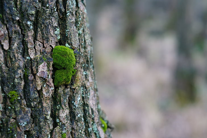 moss, tree, forest, nature, bark, fouling, log