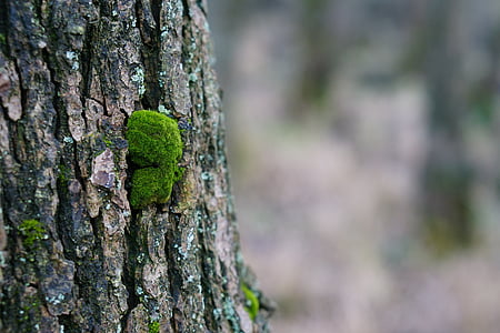 Moss, puu, Metsä, Luonto, kuori, likaantuminen, loki