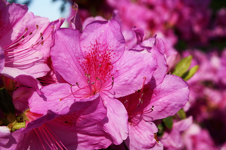 Азалия, растителна, цвете, розово, Луизиана, Южна