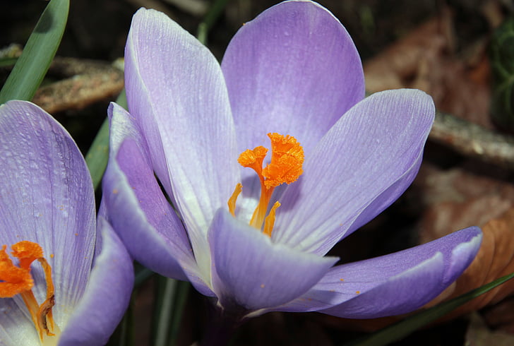 Crocus, Harbinger kevään, violetti, alussa munaus, Kevät kukka, kasvi, Bloom