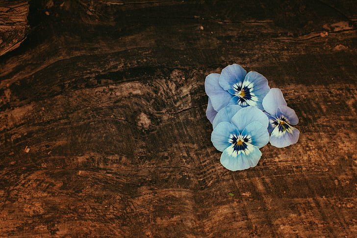 lill, puit, Natüürmort, õis, Bloom, Sulgege, puidust laua