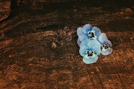 flower, wood, still life, blossom, bloom, close, wooden board