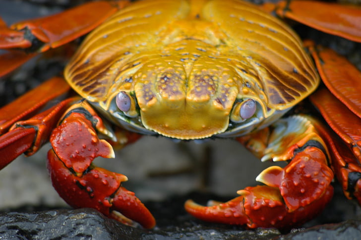 crab, Galapagos, a, Ecuador, animale, crustacee, un animal