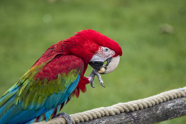 папагал, тропически, птица, ара, цветни, крило, цвят