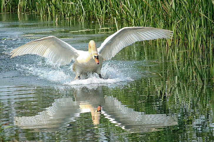 Swan, Danau, air, perairan, air refleksi, sayap, Bernhard klepel