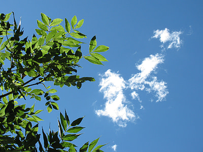 sky, nature, clouds, leaves, branch, tree, blue