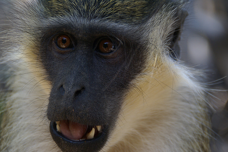 scimmia, natura, animali, Gambia, Africa