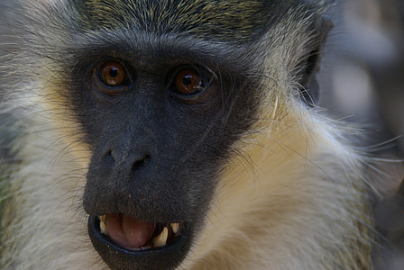 beždžionė, Gamta, gyvūnai, Gambija, Afrika