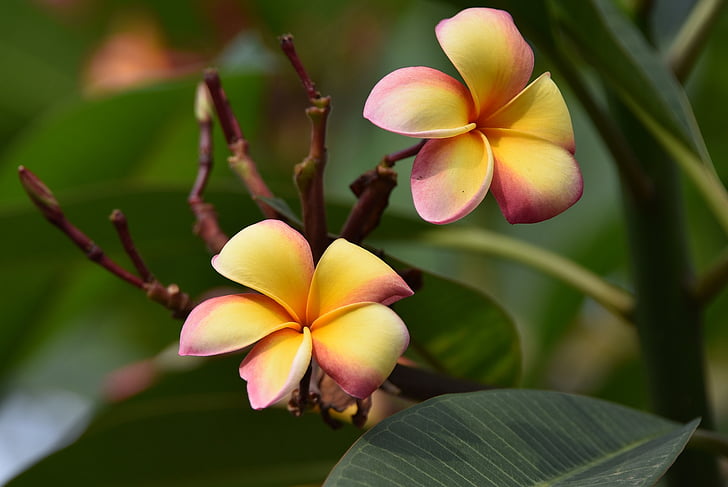 flower, indonesia, exotic, yellow, bloom, blossom, growth