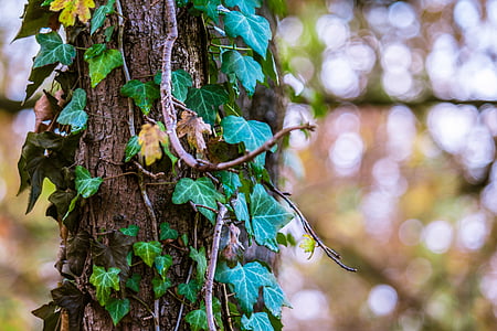 Ivy, ışık yansımaları, Sonbahar, efekti fade, Ağaç kabuğu, dağcı, sarmaşık