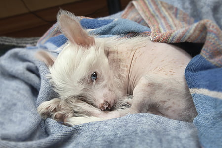 puppy, chinese crested dog, blue-eyed puppy