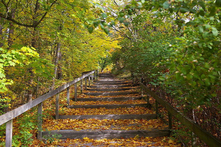 escalera, naturaleza, otoño, bosque, hoja, árbol, amarillo