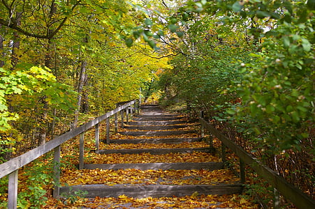 trappe, natur, efterår, skov, blad, træ, gul