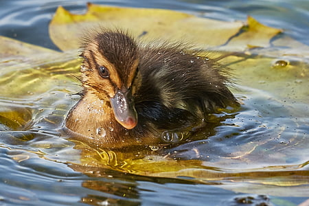 muter, swarm, sweet, young animal, duck, water, leg