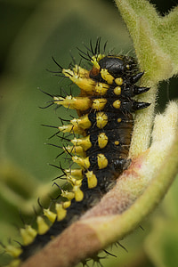 Madagaskar, Firma Caterpillar, błąd, fauna, owad, makro, Natura