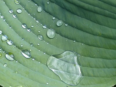 giọt nước mưa, Hosta, tờ, thực vật, màu xanh lá cây