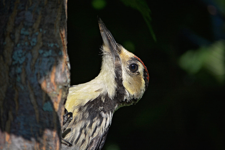 woodpecker, bird, great spotted woodpecker, forest bird, animal, nature, attention