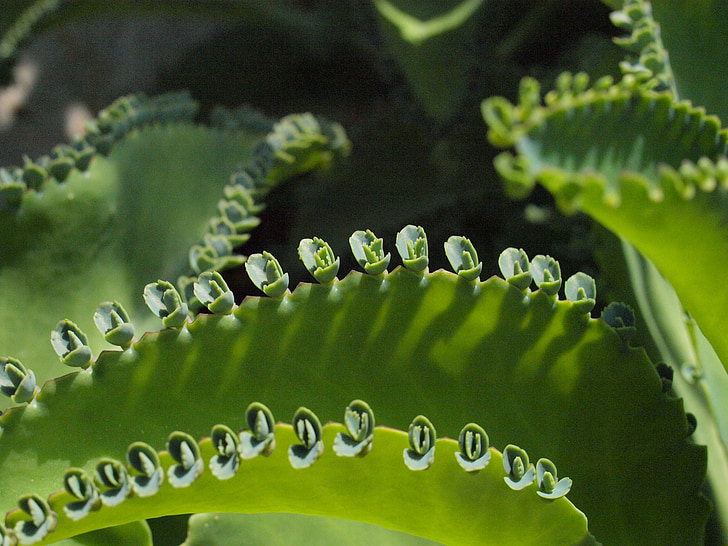 Cactus, în devenire, bud, multiplicare