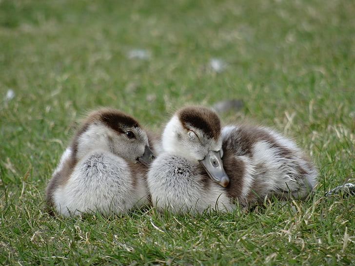 goslings, chicks, bird, wildlife photography, geese, goose family, small