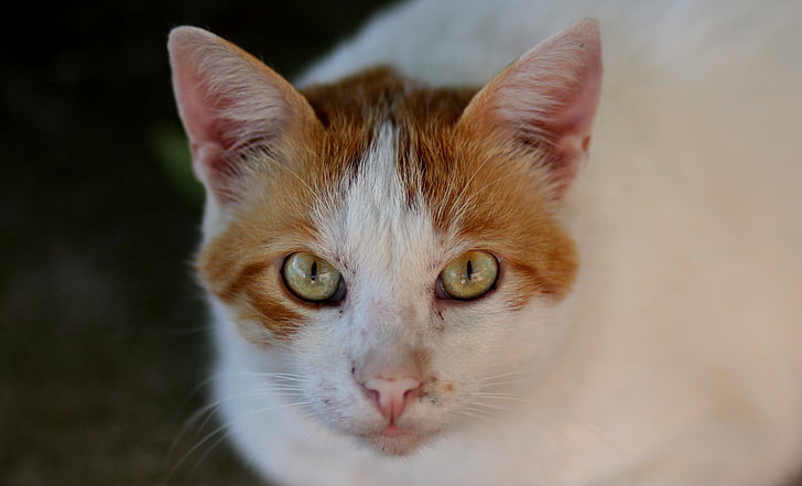 kočka, bílá, oranžová, portrét, kočka domácí, Domácí zvířata, zvíře