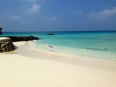 voda, pláž, Já?, Maledivy, pták, písek