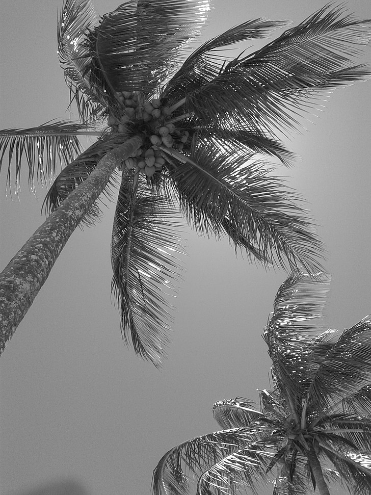 arbre de coco, natura, platja, Brasil, sol