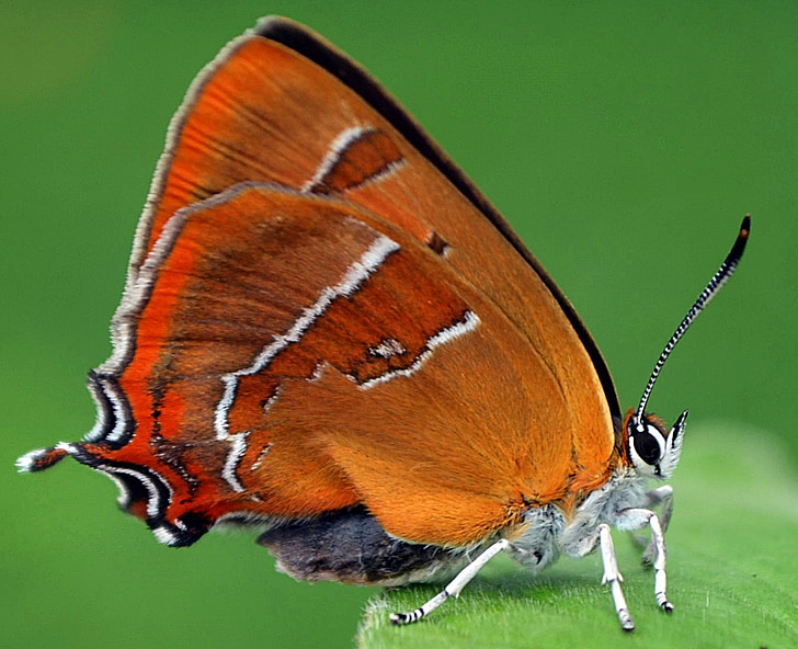 蝶, 昆虫, 閉じる, 自然, 動物, 蝶 - 昆虫, 動物の翼