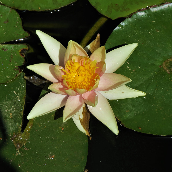 lilly pad, yellow, flower, blossom, nature