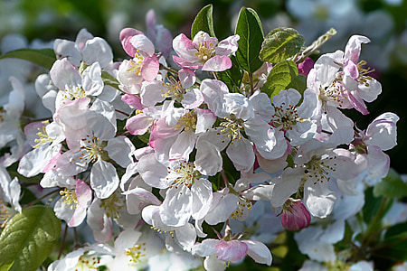 flor, floración, rosa blanco, flor de la manzana, Malus, árbol frutal, primavera