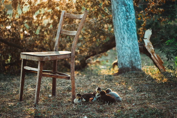 Утята, вблизи, деревянные, кресло, трава, на открытом воздухе, двор