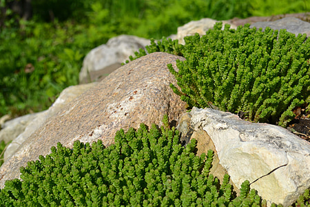 камни, зелень, Альпийская горка