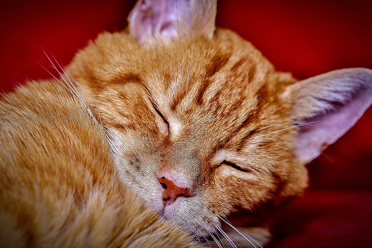 γάτα, στον ύπνο, Χαριτωμένο, ζώο, κατοικίδιο ζώο, γατάκι, εγχώρια