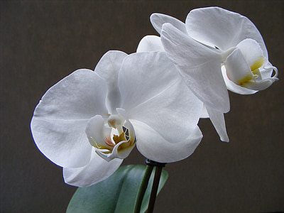 kvet, orchidea, biela, rastlín, Phalaenopsis, krása, kvet