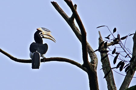 Malabar svartvit hornbill, Anthracoceros coronatus, mindre svartvit hornbill, fågel, Hornbill, Tropical, västra ghats