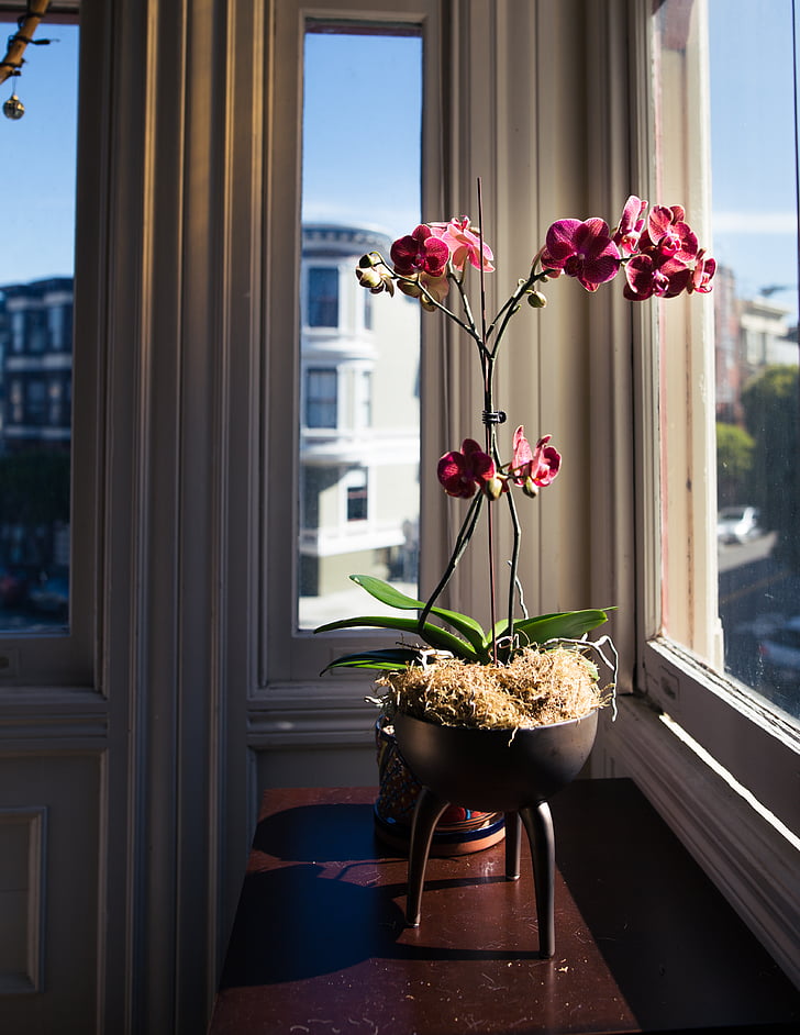 orquídeas, flor, planta, haste, natureza, interior, edifício