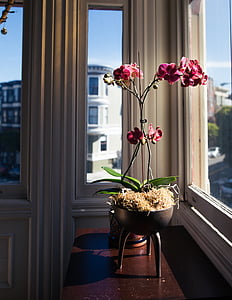 orquideas, flor, planta, tallo, naturaleza, interior, edificio