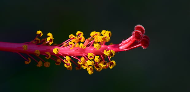 Hibiscus, pistil, floare, floare, nalba, Red, floare