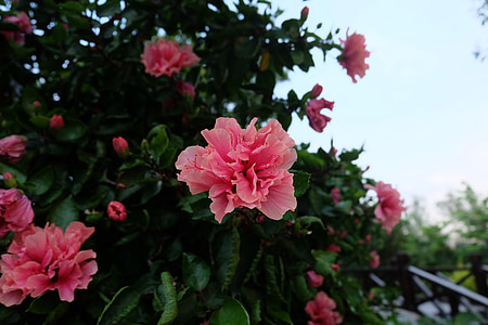 flor, Azaleia, -de-rosa