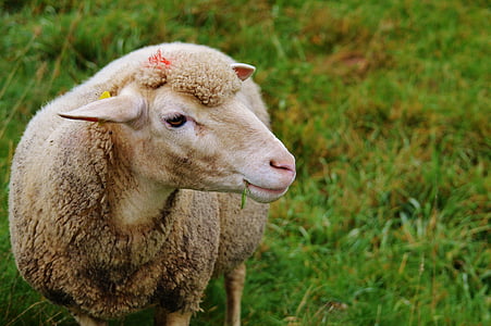 con cừu, đồng cỏ, Thiên nhiên, chăn nuôi, ăn cỏ, động vật, cỏ