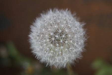 dandelion, summer, garden, close, white, seeds, soft