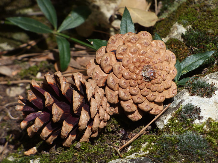 pineapple, pine, forest, plant geometry, pine fruit, pine nuts