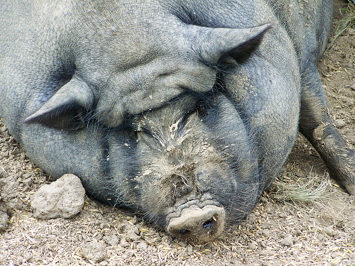 фото жирных свиней
