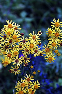 野花, 黄色, 自然, 开花, 绽放, 花, 夏季