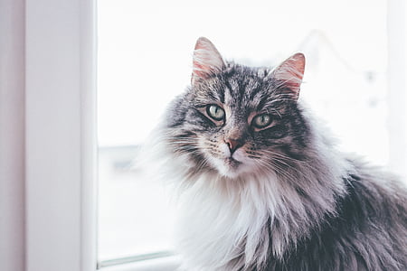 cat, animal, pet, fur, pane, window, indoor